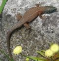 Algyroides nigropunctatus